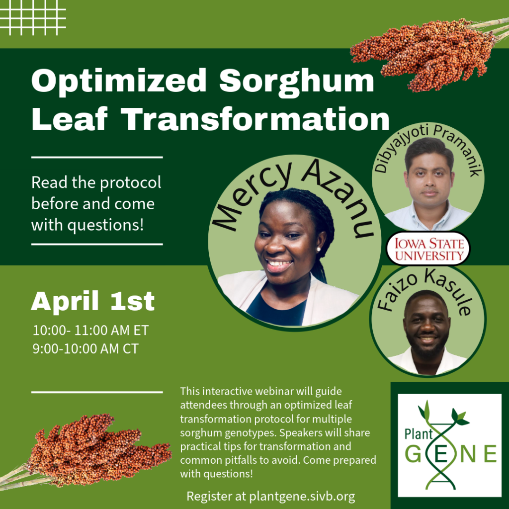Sorghum flyer (4)