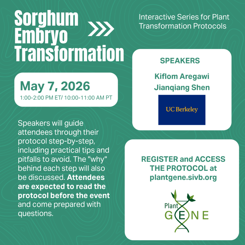Sorghum Embryo Transformation